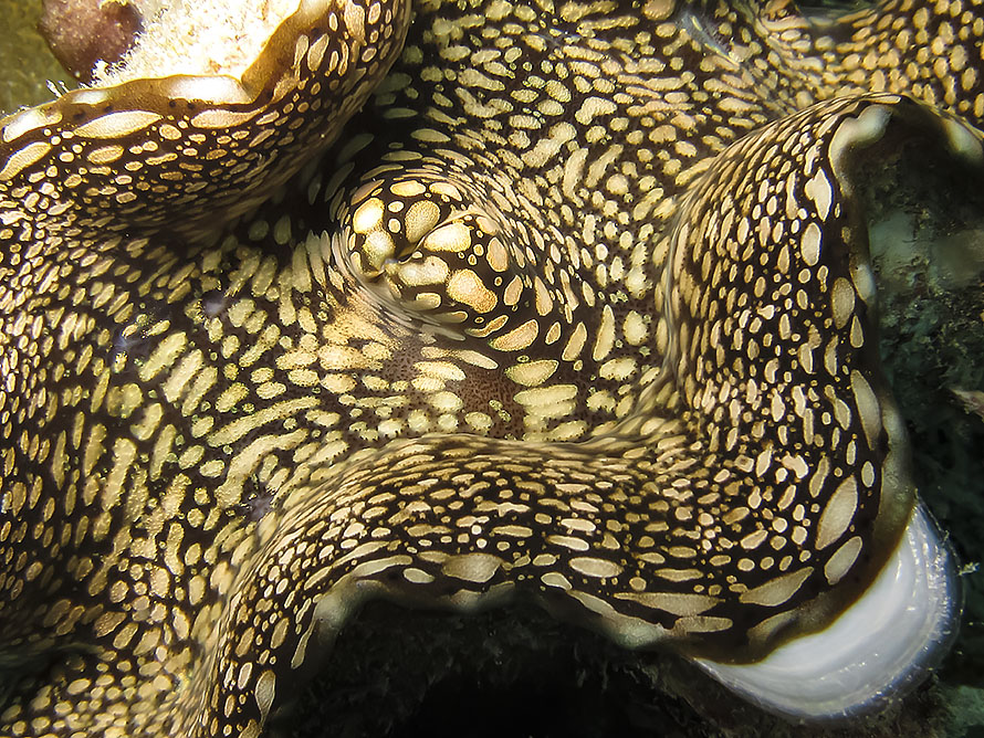 Tridacna squamosa